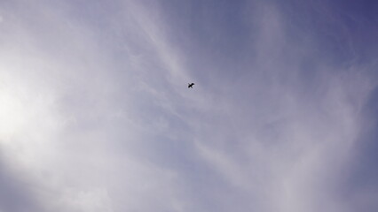 flying in the sky