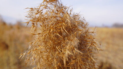 dry grass in the wind