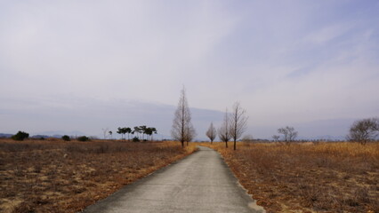 road in the fog