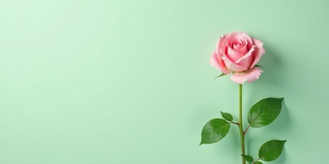 Fototapeta premium A single pink rose stem with vibrant green leaves rests gracefully against a soft mint green background, offering a delicate and serene visual