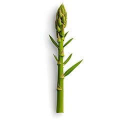 Fresh Green Asparagus Spear with Tender Tips, Isolated on White Background, Healthy Vegetable Choice for Nutritious Meals and Culinary Delights