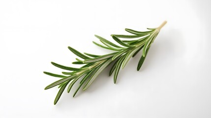 Fototapeta premium A fresh sprig of rosemary, isolated on white
