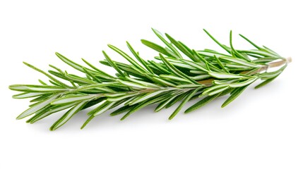 Fototapeta premium A fresh sprig of rosemary, isolated on white