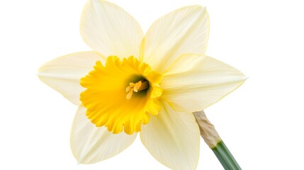 A bright yellow daffodil flower, clean white background, transparent isolate © ABC IMAGE