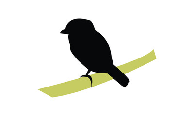 African broadbill bird Silhouette Design  And Vector Illustration. 