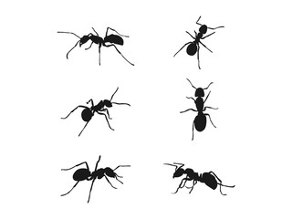 Six Silhouette Ant Illustration. Vector illustration of a black silhouette ant. Ant side view. black silhouette illustrations of ants in various poses. Silhouettes are isolated on a white background.