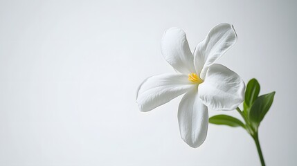 Obraz premium A fragrant jasmine flower, isolated on a white background