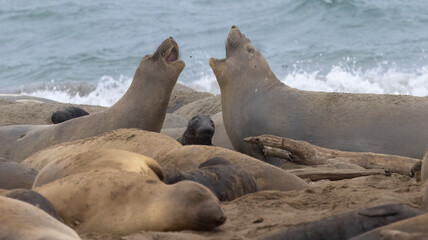 Two juvenile Elephant Seal males sparing on the beach