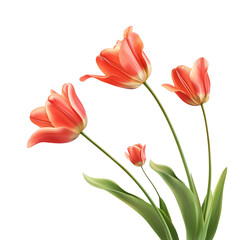 Fototapeta premium Elegant Coral Tulips Spring Bloom Botanical Illustration Floral Design, Transparent Background, Ai Generative Images