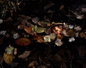 A view from inside a stream