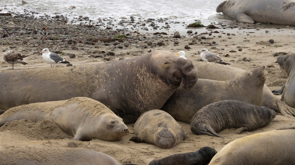 A large Elephant Seal Bull on the beach