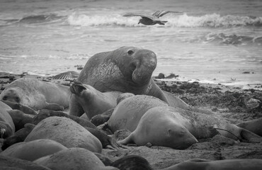 Elephant Seal mating season is December thru March.