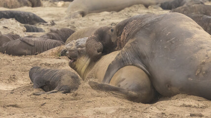 Elephant Seal mating season is December thru March.