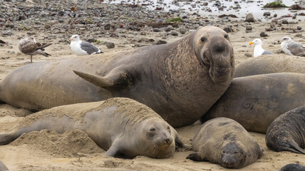 Elephant Seal mating season is December thru March.