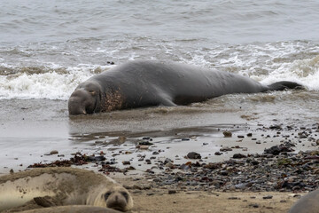 A large Elephant Seal Bull on the beach