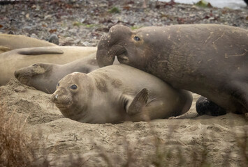 Elephant Seal mating season is December thru March.