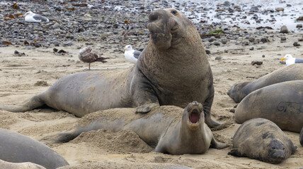 Elephant Seal mating season is December thru March.