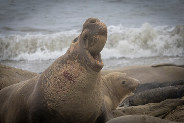 A large Elephant Seal Bull on the beach