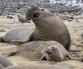 Fototapeta premium Elephant Seal mating season is December thru March.