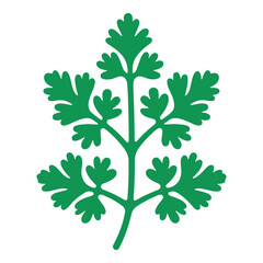 Detailed Cilantro Herb Vector Green Parsley Leaf Design Illustration