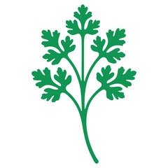 Vibrant Cilantro Herb Vector Fresh Parsley Green Leaf Illustration
