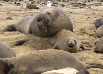 Fototapeta premium Elephant Seal mating season is December thru March.