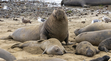 Fototapeta premium Elephant Seal mating season is December thru March.