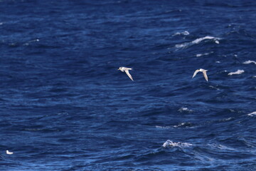 tern