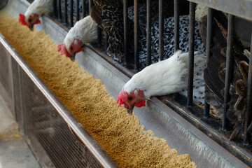 Chickens in poultry farm cages