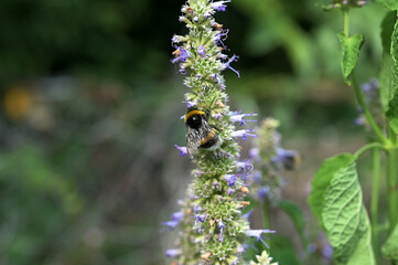 Anise hyssop (Agastache foeniculum)