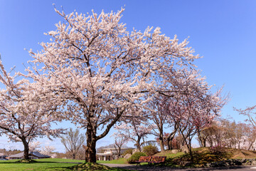 Obraz premium 北海道石狩市、8,000本のソメイヨシノが咲き薫る戸田記念墓地公園の桜並木【5月】