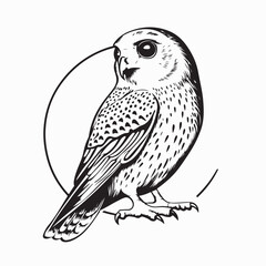 Peregrine Vector Images. Illustration of a peregrine bird on white background