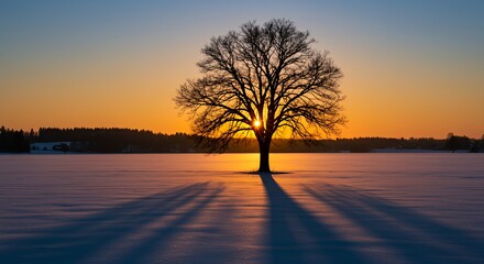 Silhouetted Oak Tree at Sunset in a Snowy Field
