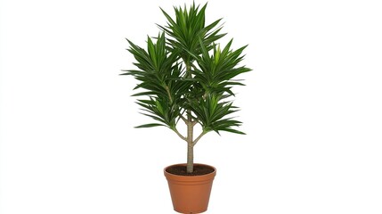 Obraz premium Dracaena marginata potted plant, studio shot, white background, home decor