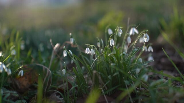 Snowdrop flowers in February in Spring