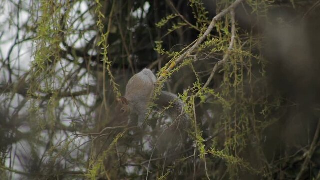 Grey Squirrel Climbing On Swaying Tree Branch Eating Small Leaves Off Of Thin Branch Daytime Overcast Slow Motion Borehamwood Hertfordshire UK