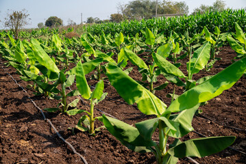 Banana plantation. Growing Young banana plants with dew drops on leaves. Young banana plants in a rural farm in india