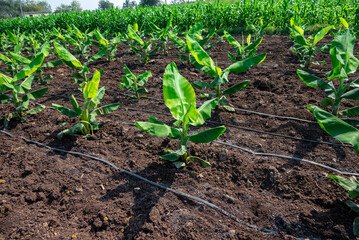 Banana plantation. Growing Young banana plants with dew drops on leaves. Young banana plants in a rural farm in india