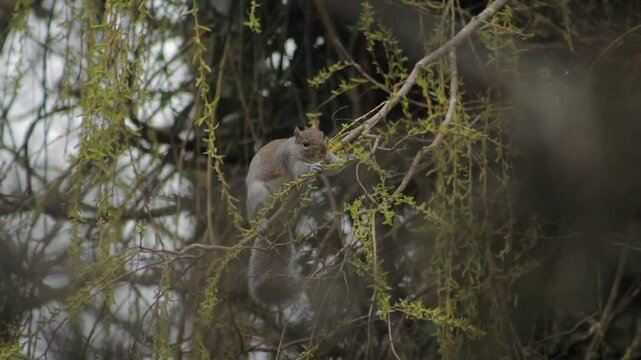 Grey Squirrel Perched On Tree Branch Grabbing And Eating Small Leaves Off Of Thin Branch Daytime Overcast Slow Motion Borehamwood Hertfordshire UK