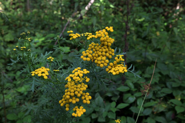 Tansy (Tanacetum vulgare) in full bloom