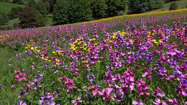 Springtime Dale: A vibrant dale filled with spring blooms in pink, purple, and yellow, rolling hills, a gentle breeze, and a bright blue sky, evoking the beauty and serenity of nature in bloom.
