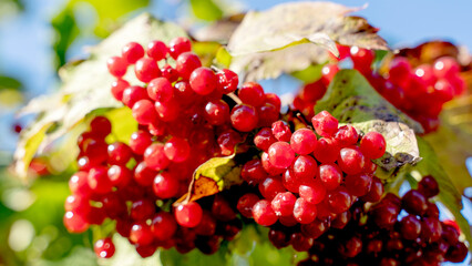 Ripe red viburnum on a tree branch