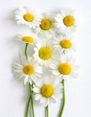 Fototapeta premium White daisy flowers with thin green stems lying on a bright white background