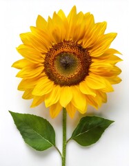 Obraz premium Bright sunflower with yellow petals and detailed brown center, isolated on white background