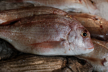 Freshly caught raw mullet close-up