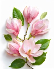 Obraz premium Gentle pink magnolia blossom with delicate petals and green leaves isolated on white