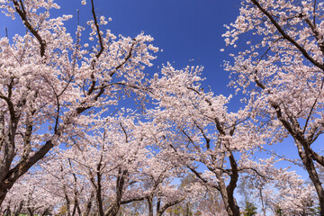 北海道石狩市、8,000本のソメイヨシノが咲き薫る戸田記念墓地公園の桜並木【5月】