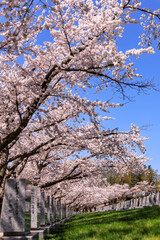 北海道石狩市、8,000本のソメイヨシノが咲き薫る戸田記念墓地公園の桜並木【5月】