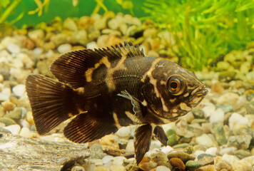 Astronotus crassipinnis