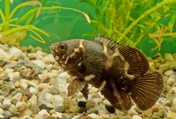 Astronotus crassipinnis